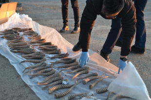 Прокуратурой Палласовского района направлено в суд уголовное дело о незаконном обороте рогов сайгака
